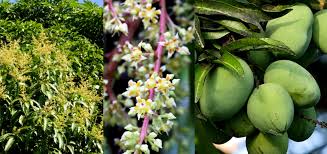 mango flower  UTV