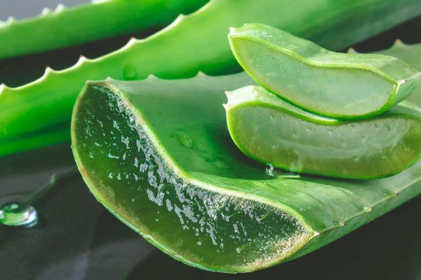 Aloe vera UTv