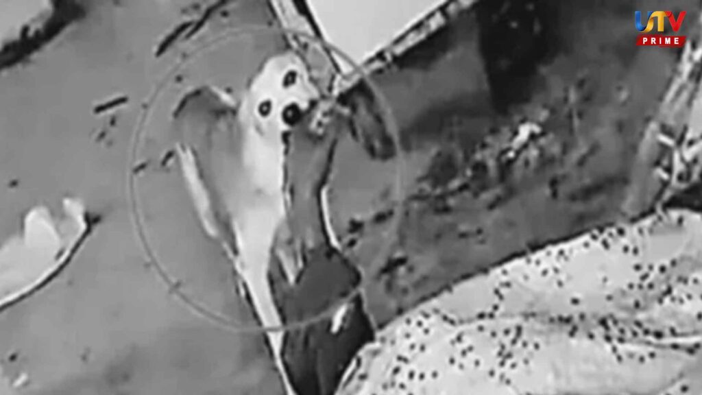Dog eats body of young man in government hospital… Shocking incident!