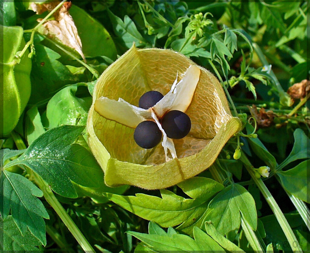 Mudakathan Keerai UTv