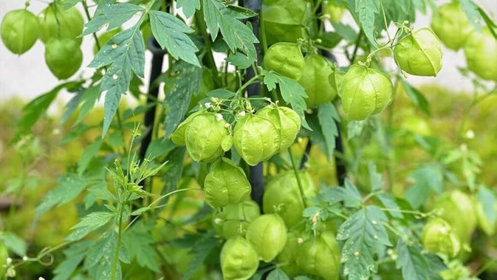 Mudakathan Keerai UTv