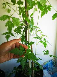 Mudakathan Keerai UTv