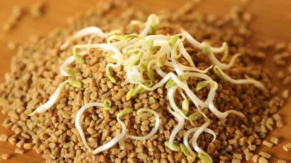 sprouted fenugreek UTv