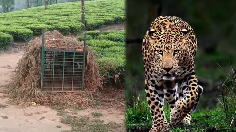 Will the leopard that killed the boy be caught.. The forest department is waiting by setting up a cage!