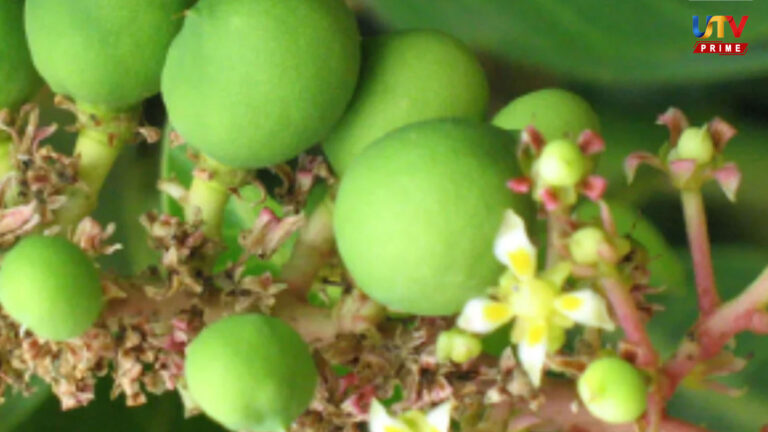 mango flower UTV