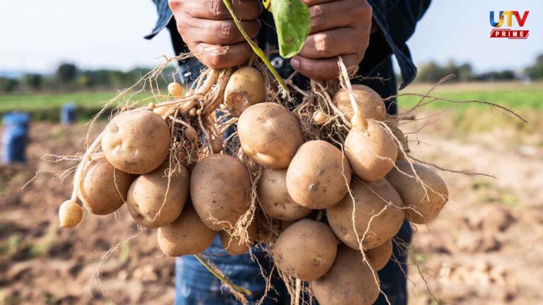 potato UTv