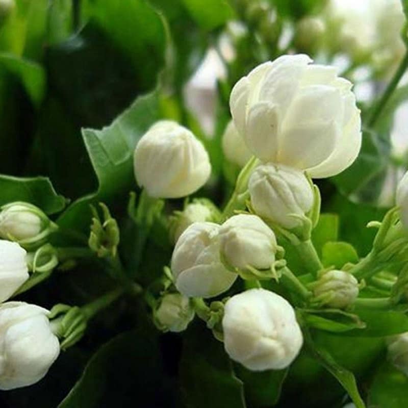jasmine-flower-beauty-tips-skin-hair-care