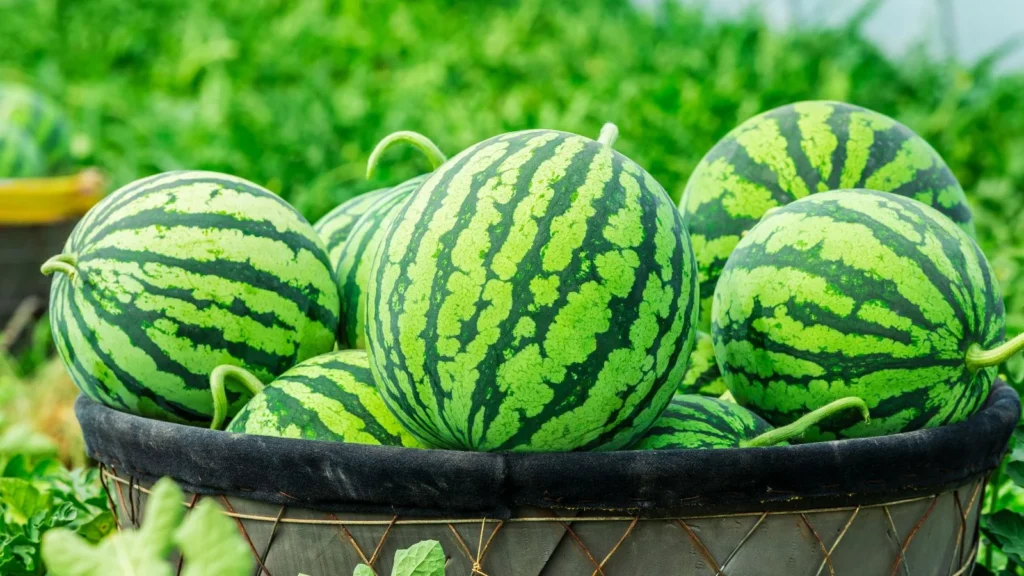 foods-to-avoid-while-eating-watermelon