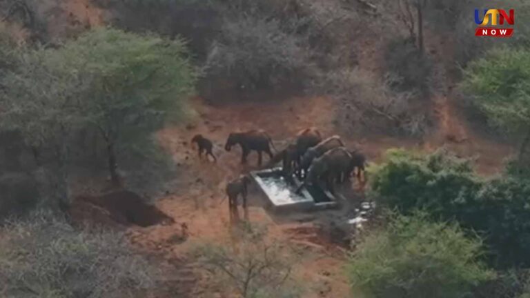 Coimbatore baby elephant rescue mission Sirumugai forest