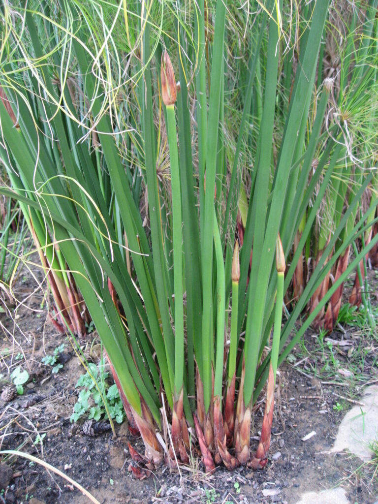 herbal-beauty-tips-for-summer-skin-care