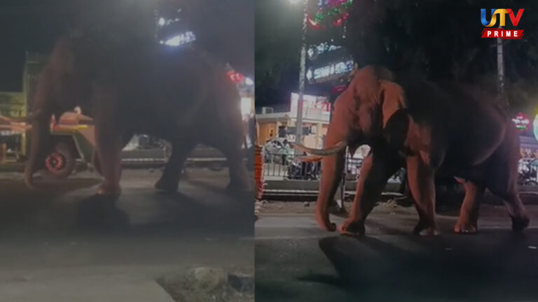 Elephant UTV.jpg 1