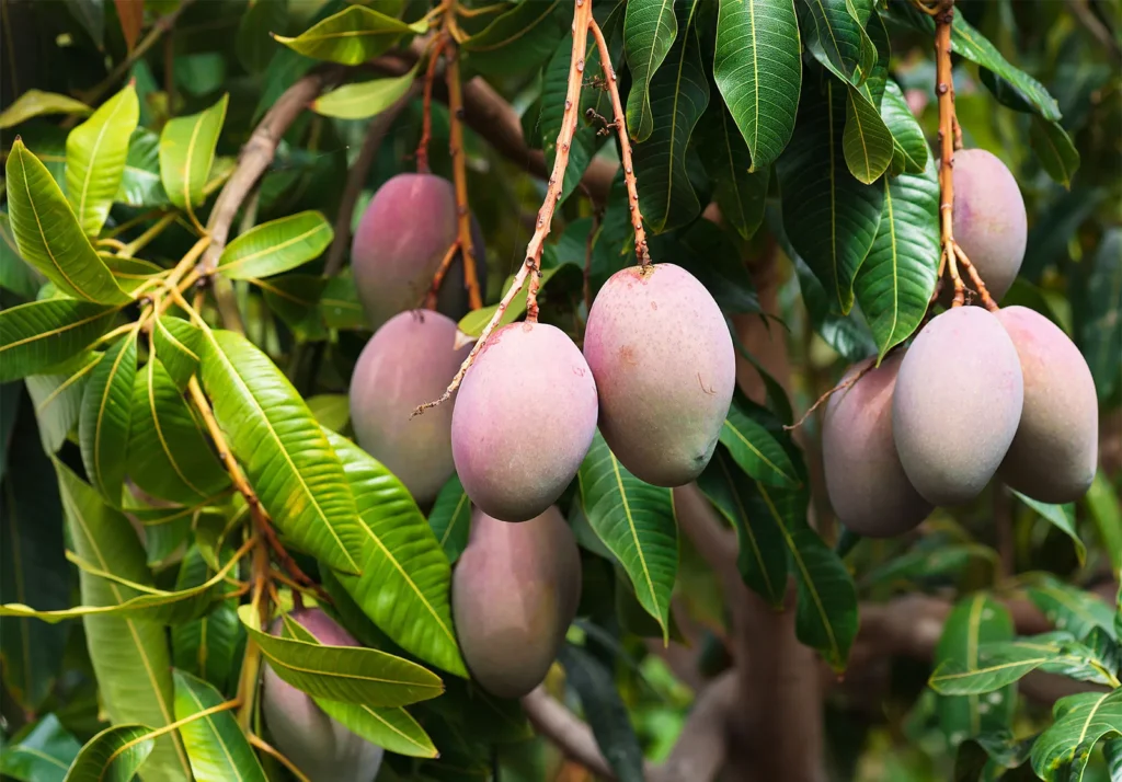 health-benefits-buying-tips-for-mangoes-guide