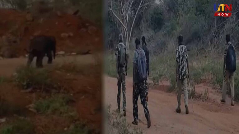 Mettupalayam baby elephant reunion mission day 4