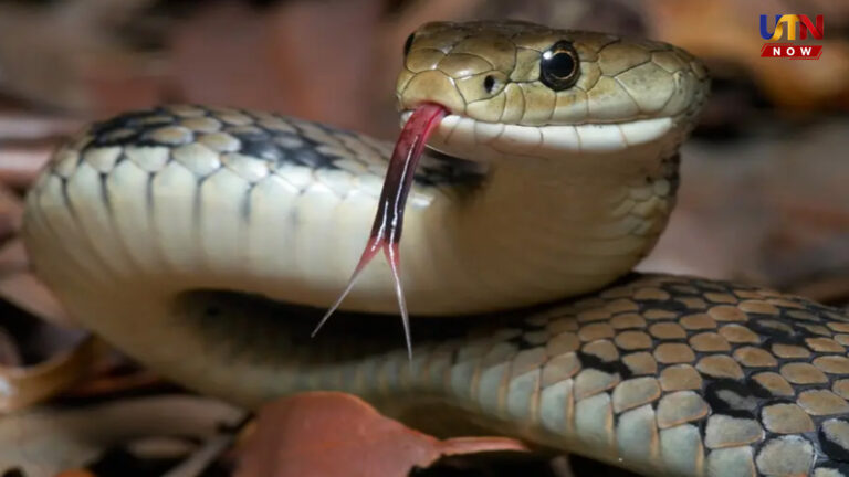 Snakes entering Kerala houses due to heat