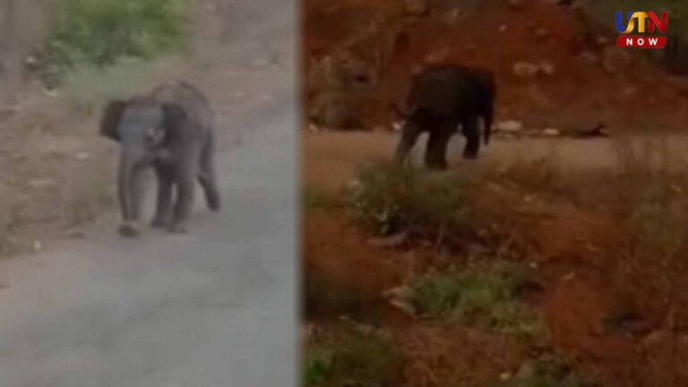 baby-elephant-separated-from-mother-mettupalayam-forest