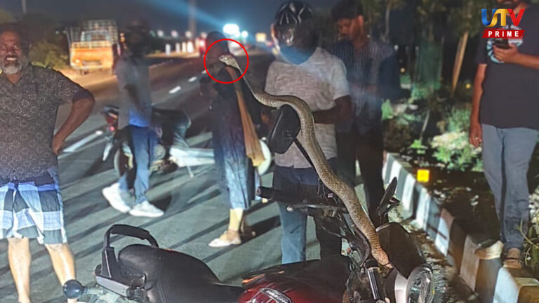 cobra-climbs-on-bike-at-coimbatore-ring-road