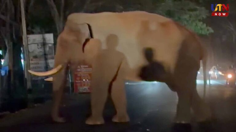 farmers-throw-firecrackers-at-bahubali-elephant-mettupalayam-protest