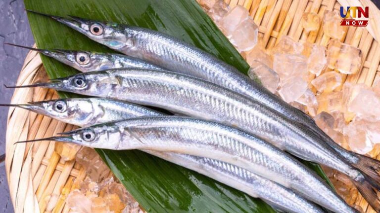 health-benefits-of-sheela-fish-nutrition-facts