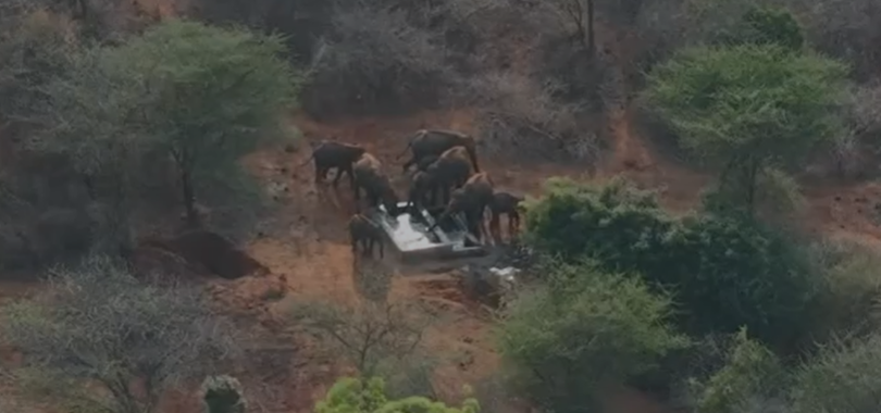 mettupalayam-baby-elephant-reunion-mission-day-4