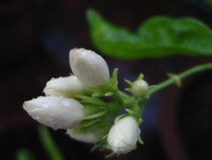 jasmine-flower-beauty-tips-skin-hair-care