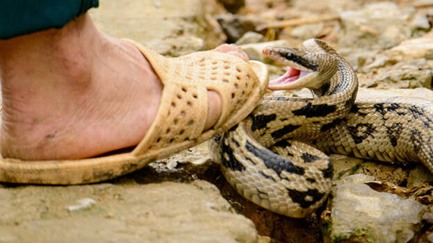 Snakes entering Kerala houses due to heat