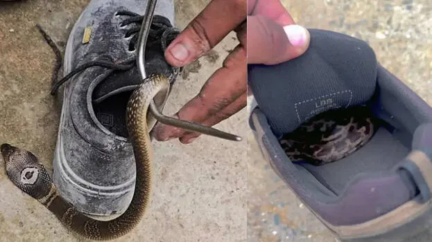 Snakes entering Kerala houses due to heat