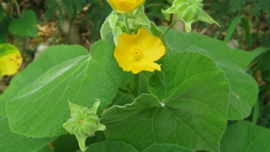 thuthi-leaves-health-benefits-piles-cure-thuthi-keerai-uses-medicinal-properties