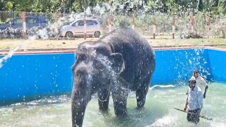 அனல் வெயிலுக்கு டாட்டா.. ஆட்டோமேட்டிக் சவரில் ஆனந்தக் குளியல் போட்ட யானை..! coimbatore-perur-temple-elephant-kalyani-shower-bath