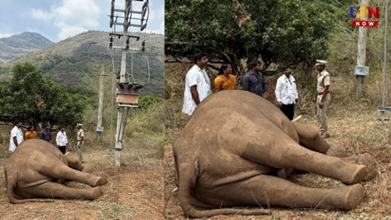 elephant-electrocuted-to-death-in-coimbatore-madukkarai
