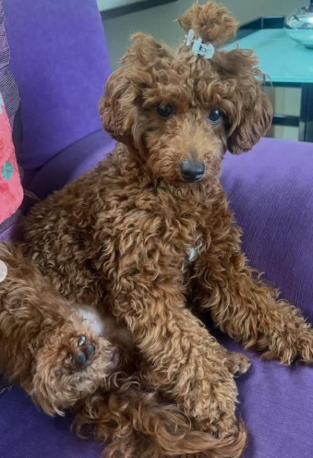 actress-trisha-cute-dog-instagram-post-viral