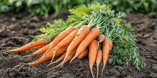 carrot-beauty-tips-for-glowing-skin-in-tamil-remove-dark-spots-wrinkles