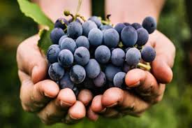 best-fruits-for-healthy-kidney-protection