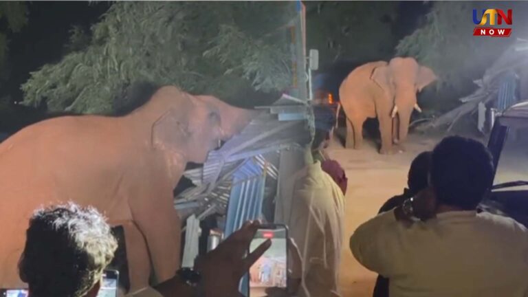 சாலையில் மாஸாக வலம் வந்த பாகுபலி யானை.. கடைக்குள் புகுந்து பொருட்கள் சேதம்..! wild-elephant-baahubali-damages-shop-in-mettupalayam