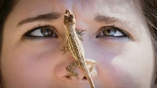 lizard-falling-on-body-parts-astrology-benefits