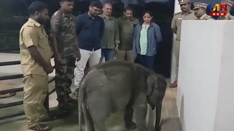 mettupalayam-calf-elephant-shifted-topslip-camp