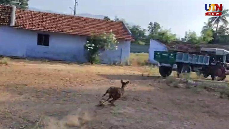 உணவு, தண்ணீர் தட்டுப்பாடா?.. வணிக வளாக கட்டிடத்திற்குள் புகுந்த புள்ளிமான்..! mettupalayam-forest-department-rescues-spotted-deer
