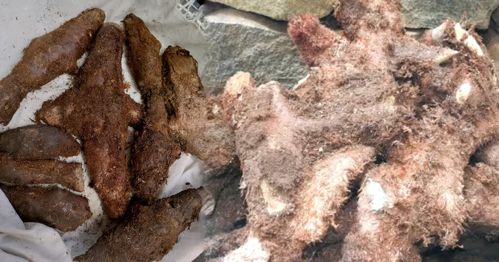 mudavattu-kaal-kizhangu-benefits-joint-pain