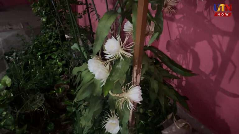 rare-brahma-kamalam-blooms-in-coimbatore