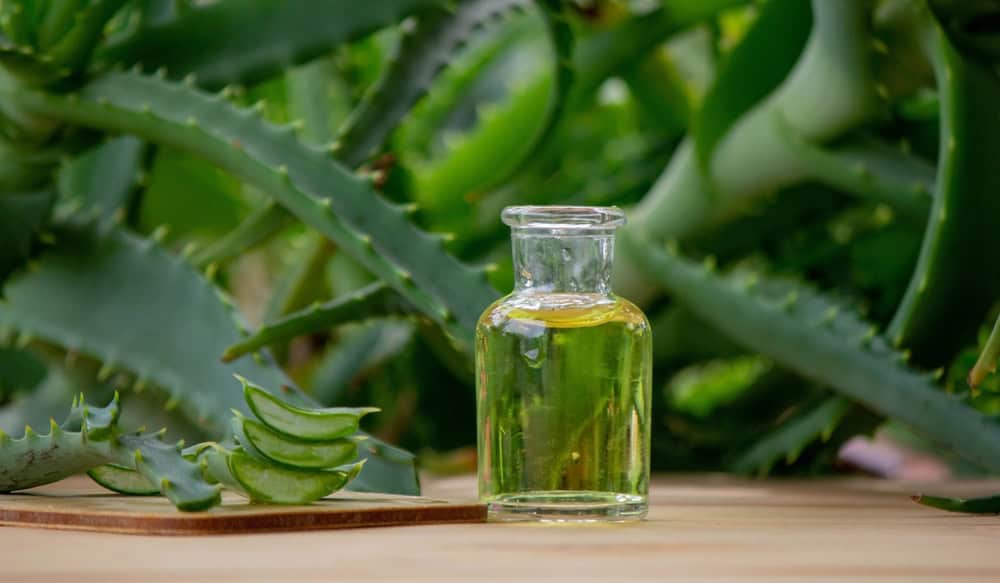 aloe-vera-hair-oil-preparation-benefits