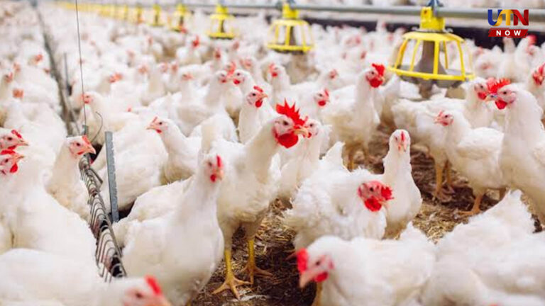 broiler-chicken-sales-stop-tamil-nadu-puducherry-july-31