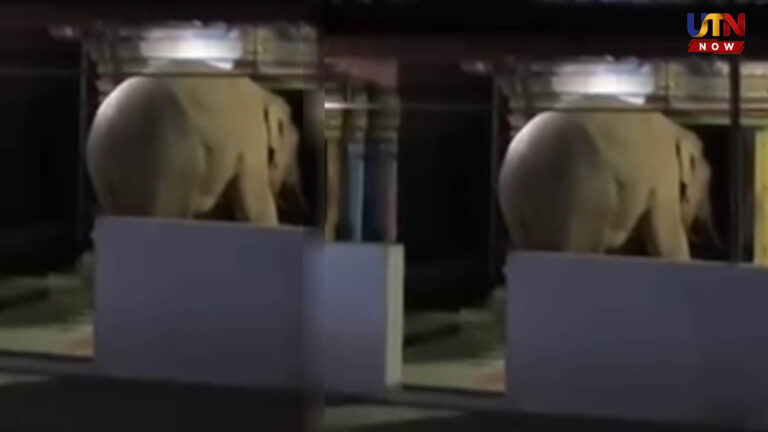 பெரிய தடாகத்தில் உலா வந்த யானை.. பொதுமக்கள் கவனத்திற்கு..! coimbatore-wild-elephant-searches-for-prasadham-anuwavi-temple-viral-video
