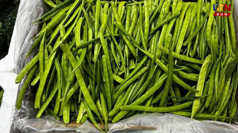 கொத்தவரங்காய் யாருக்கு ஆகாது?.. வாயுத் தொல்லைக்கு தீர்வு இதோ..! health-benefits-of-cluster-beans-kothavarangai