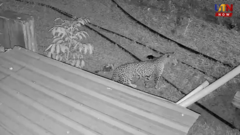 நள்ளிரவில் உலா.. கால்நடைகளைக் குறிவைக்கும் சிறுத்தை?.. leopard-spotted-near-annur-coimbatore-cctv-footage
