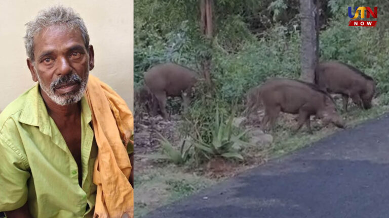 coimbatore-bull-injured-country-bomb-wild-boar-hunting-arrest