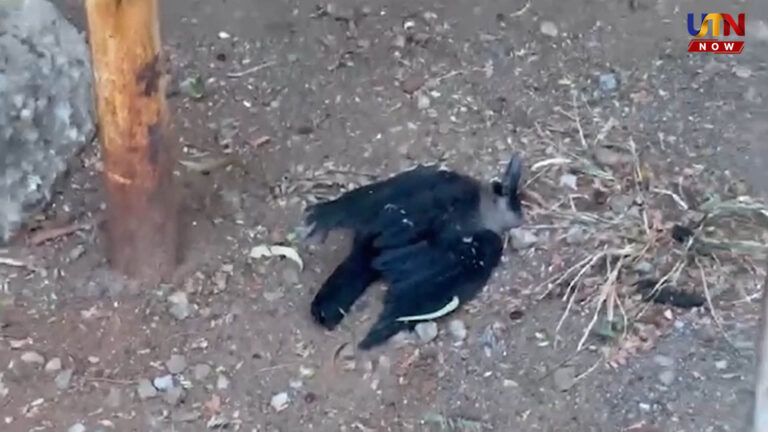 விஷமா அல்லது நோயா? அடுத்தடுத்து இறந்த 6 காகங்கள்..! coimbatore-chinna-thadagam-mysterious-death-crows-investigation