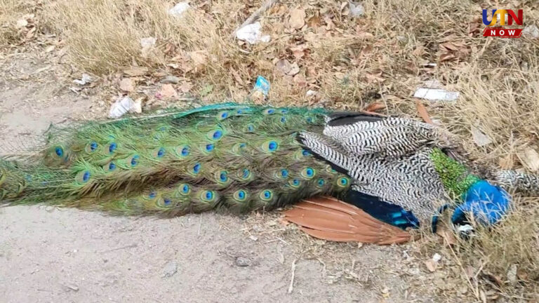 coimbatore-peacock-dies-electrocution-peelamedu-stray-dogs