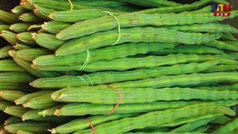 முருங்கைக்கு வந்த சோதனை.. செலவு கூட கிடைக்கல.. கவலையில் விவசாயிகள்..! drumstick-price-drop-tisaiyanvilai-farmers-concern