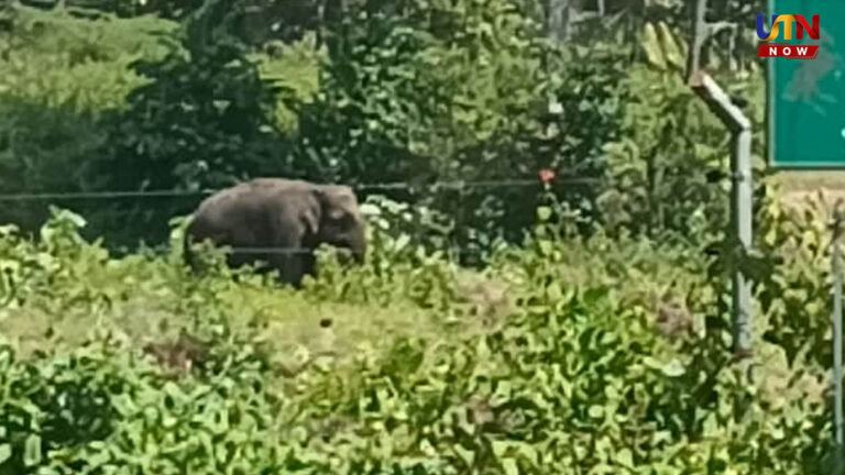 பார்த்து போ சாமி.. நீரோடையில் குளித்து மகிழ்ந்த யானைகள்..! wild-elephants-bathing-in-stream-near-madukkarai-coimbatore-viral-video